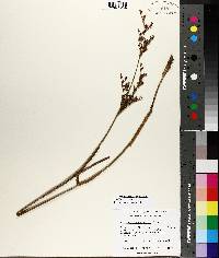 Juncus trigonocarpus image