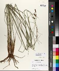 Carex glaucescens image