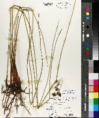 Juncus roemerianus image