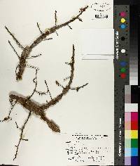 Ulmus alata image