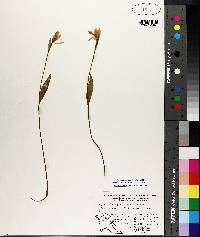 Pogonia ophioglossoides image