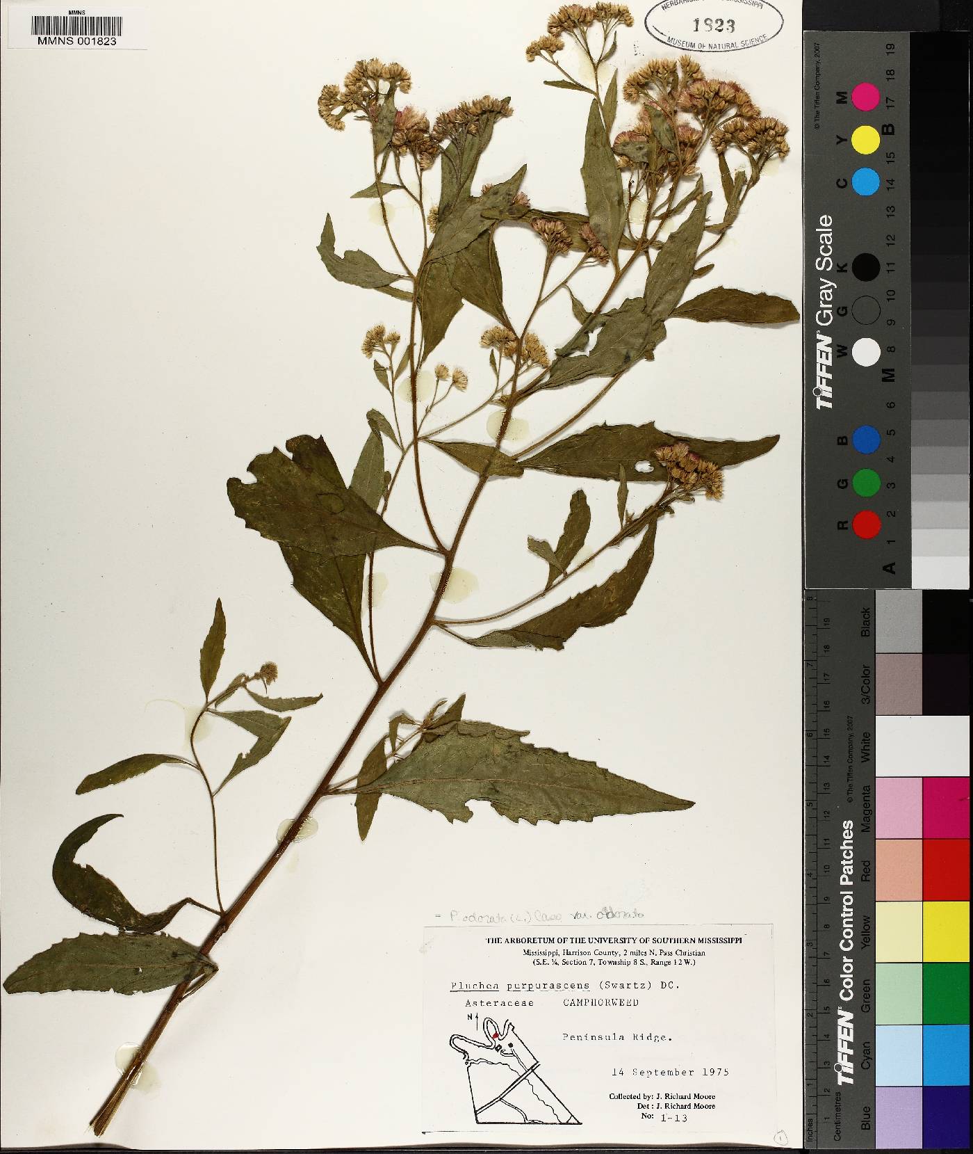 Pluchea odorata var. odorata image