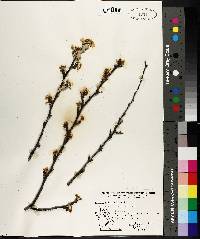 Prunus salicina image