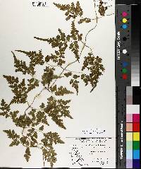 Lygodium japonicum image