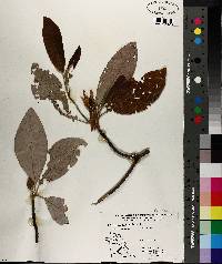 Magnolia virginiana image