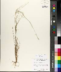 Aristida dichotoma image