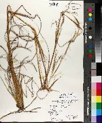 Andropogon gyrans var. gyrans image