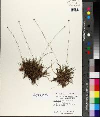 Lachnocaulon anceps image