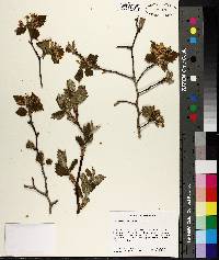 Crataegus meridionalis image