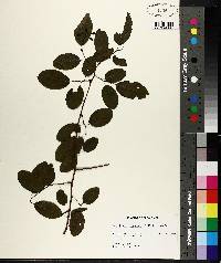 Berchemia scandens image