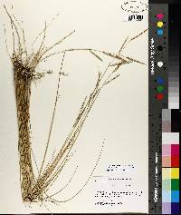 Spartina patens image