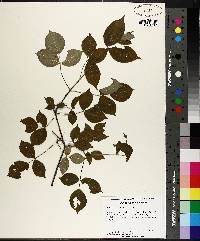 Staphylea trifolia image