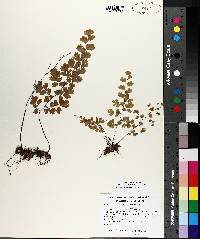 Adiantum capillus-veneris image