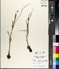 Nemastylis geminiflora image