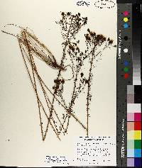 Dalea pinnata var. trifoliata image