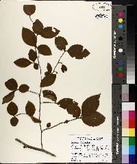 Stewartia malacodendron image