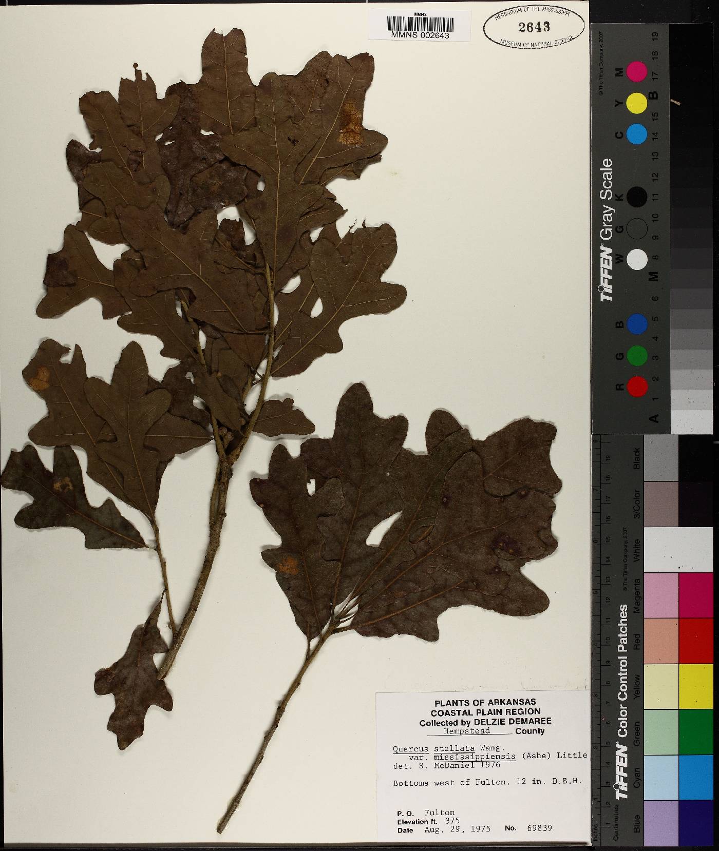 Quercus similis image