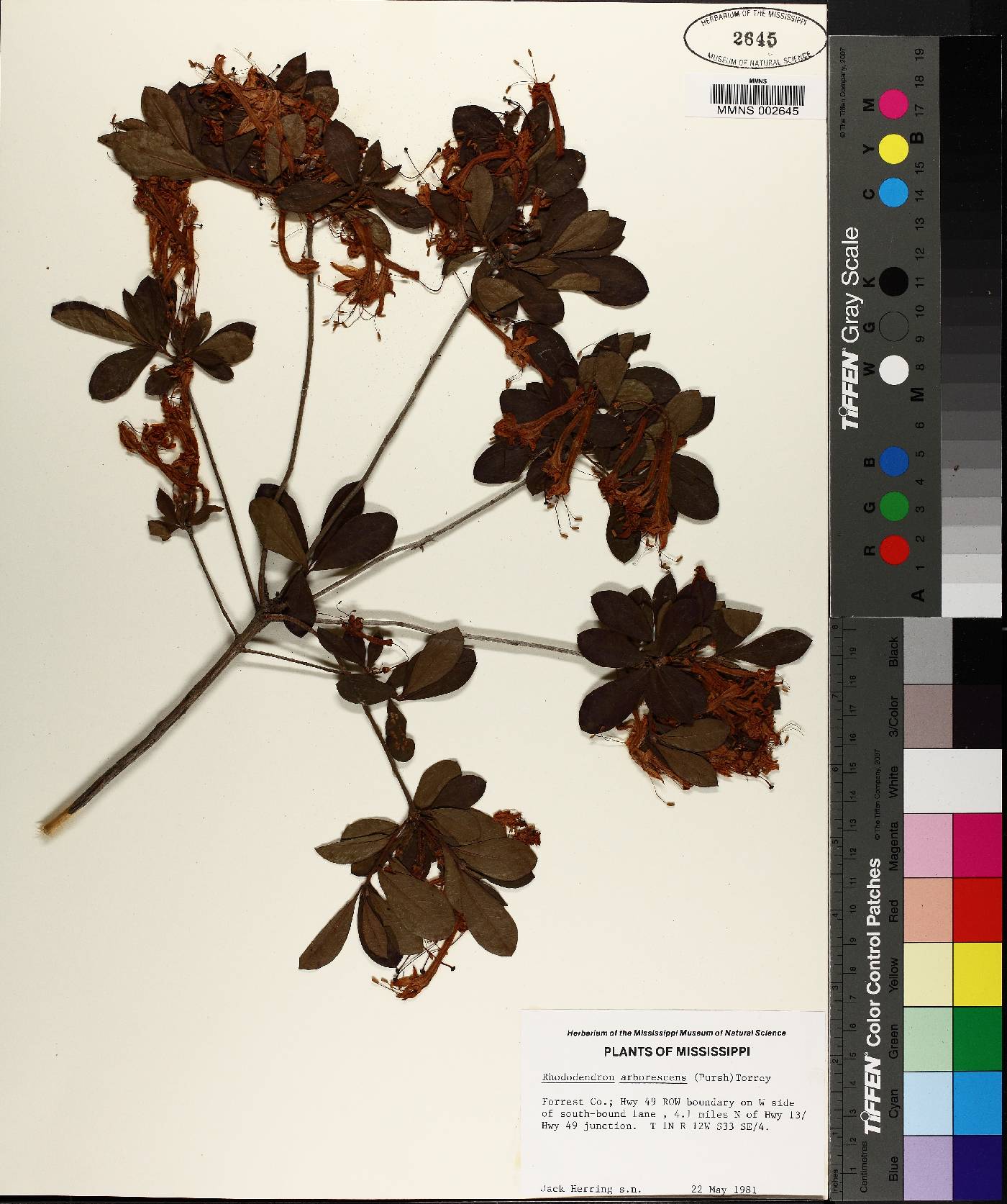 Rhododendron arborescens image