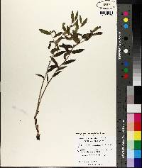 Lithospermum canescens image