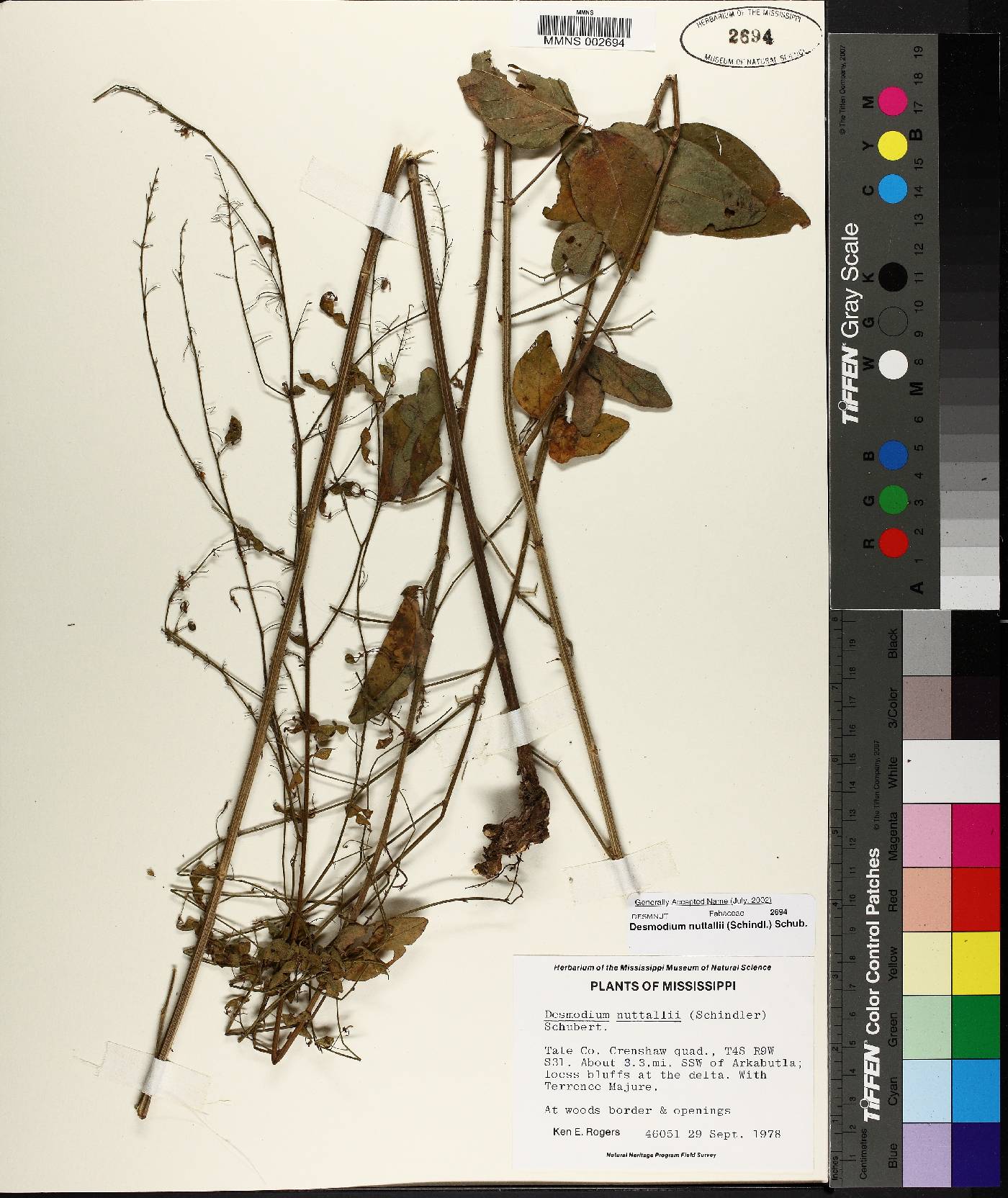 Desmodium nuttallii image