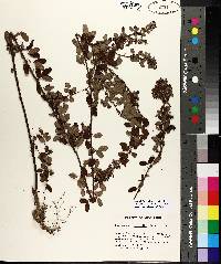 Lespedeza violacea image