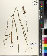 Juncus biflorus image