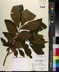 Carya myristiciformis image