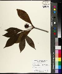 Illicium floridanum image