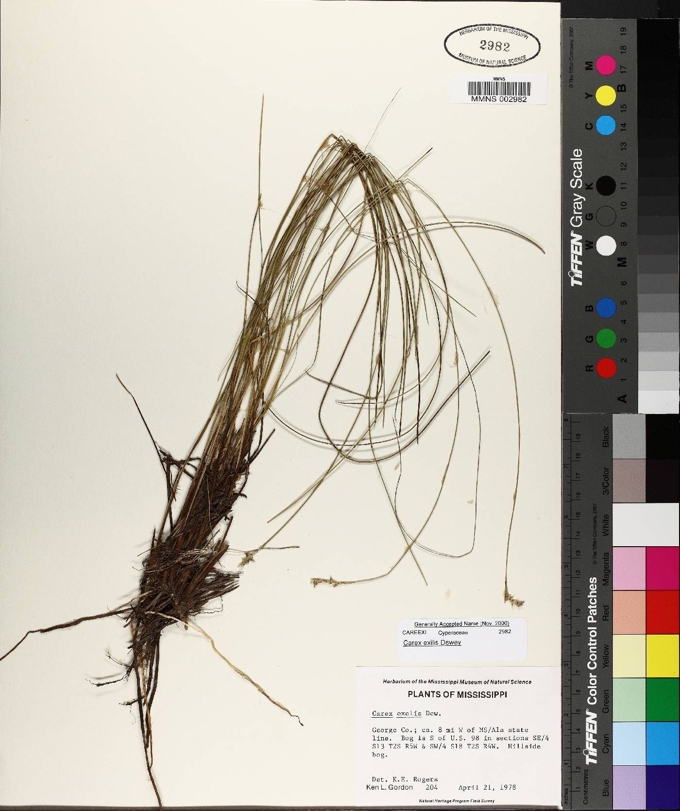 Carex exilis image