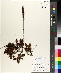 Goodyera pubescens image