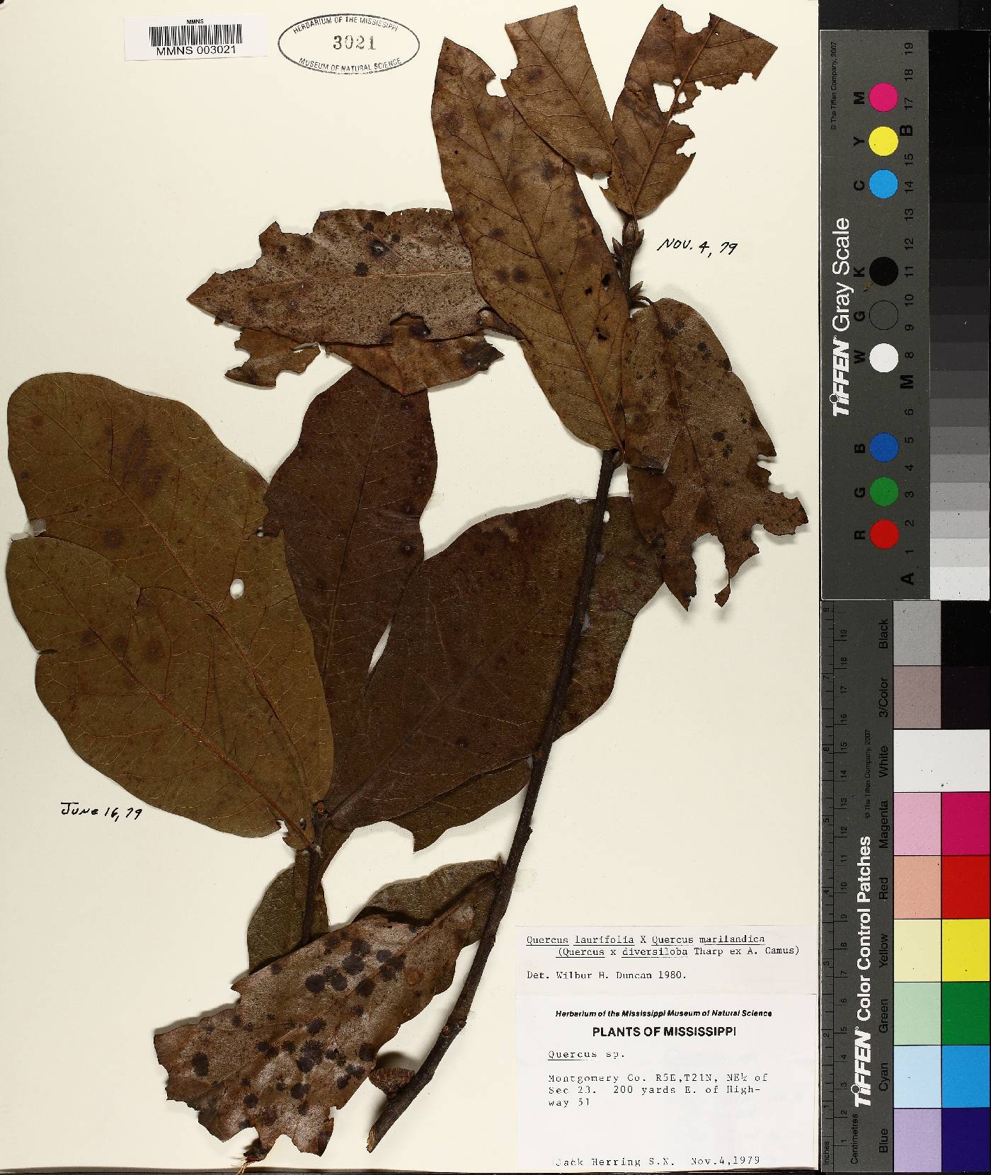 Quercus x diversiloba image