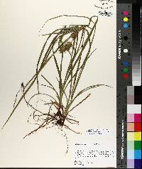 Carex louisianica image