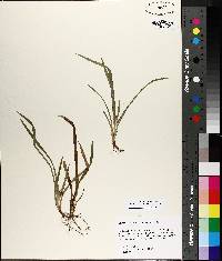 Carex abscondita image