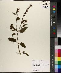 Stachys tenuifolia image