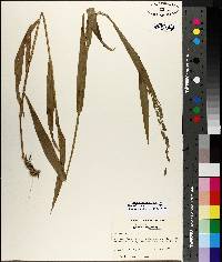 Chasmanthium latifolium image