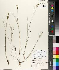 Juncus scirpoides image