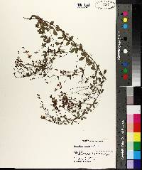 Lespedeza repens image