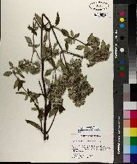 Pycnanthemum albescens image