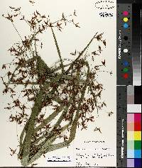 Rhynchospora corniculata image