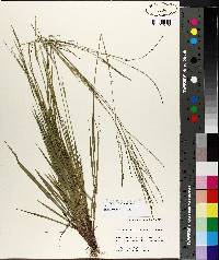 Digitaria filiformis image