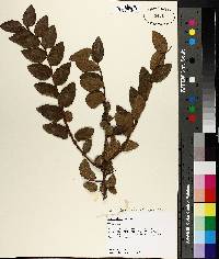 Ulmus crassifolia image