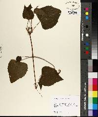 Ampelopsis cordata image