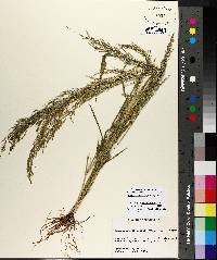 Eragrostis japonica image