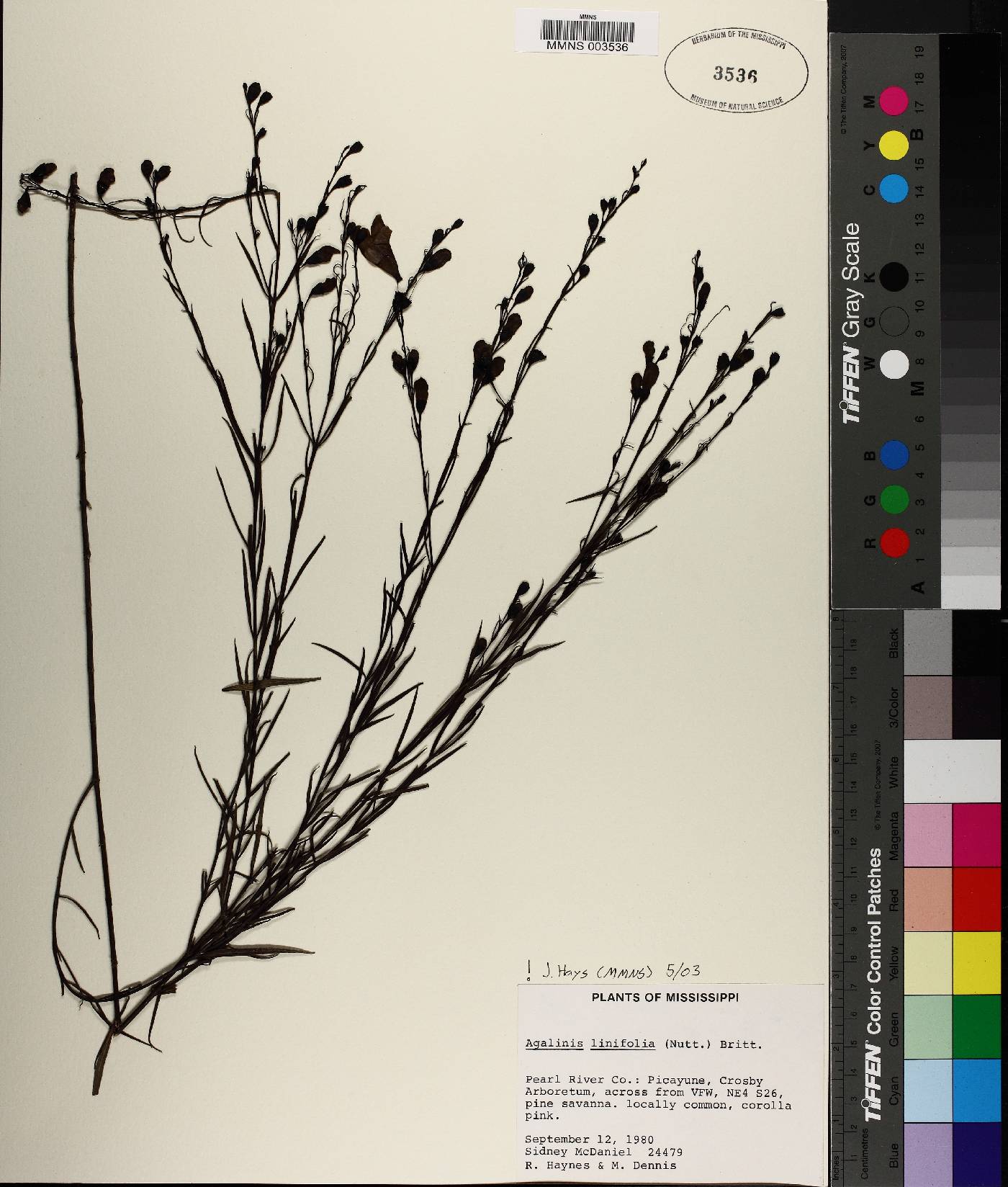 Agalinis linifolia image