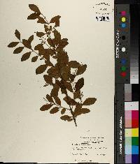 Ligustrum sinense image