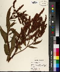 Rumex altissimus image