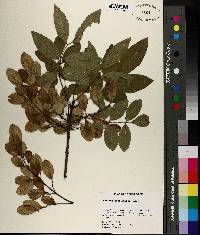 Fraxinus caroliniana image