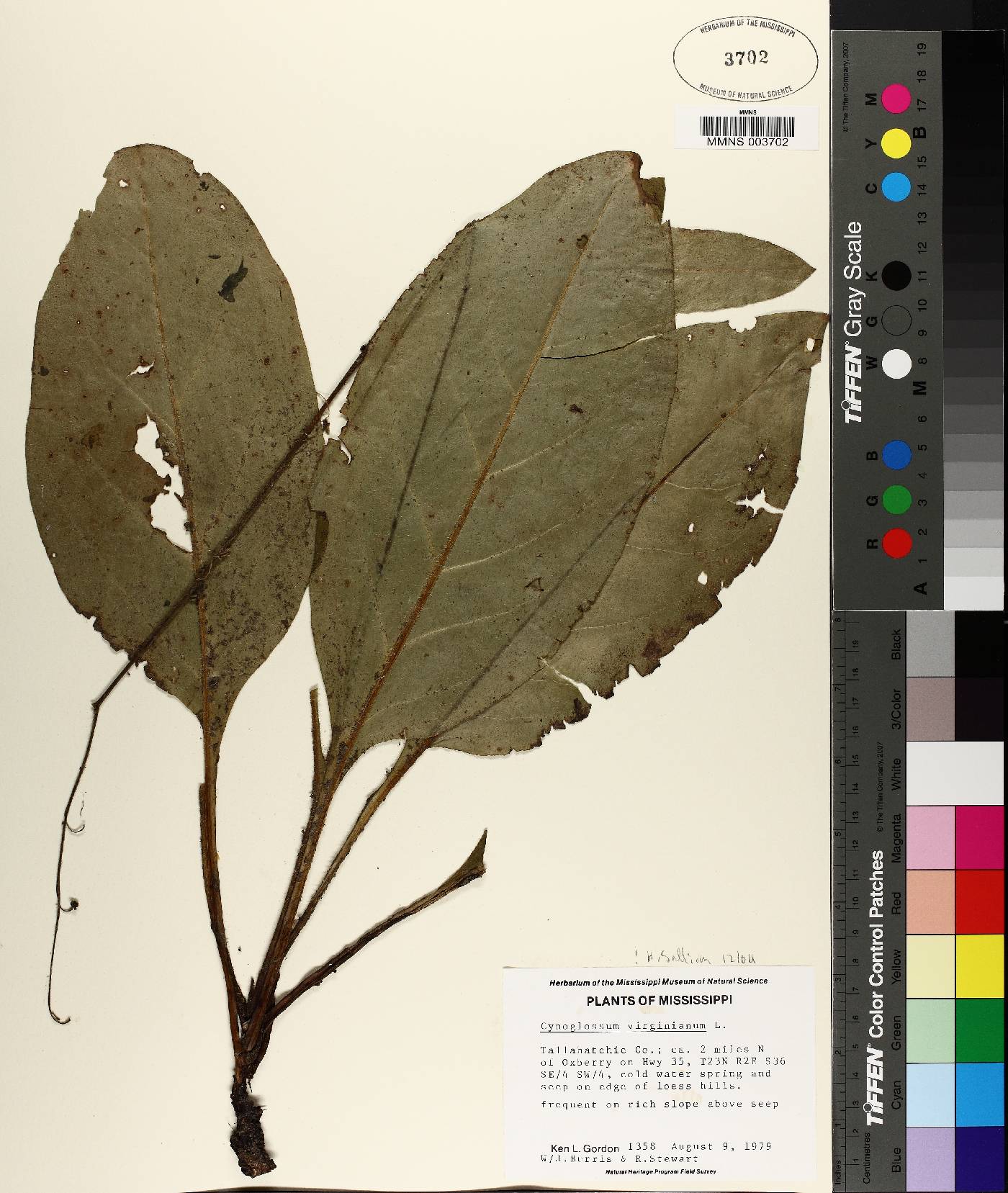 Andersonglossum virginianum image