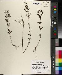 Trichostema dichotomum image