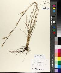 Andropogon brachystachyus image